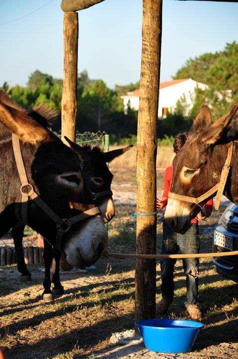 Quinta Pero Vicente Villa Odeceixe Ngoại thất bức ảnh